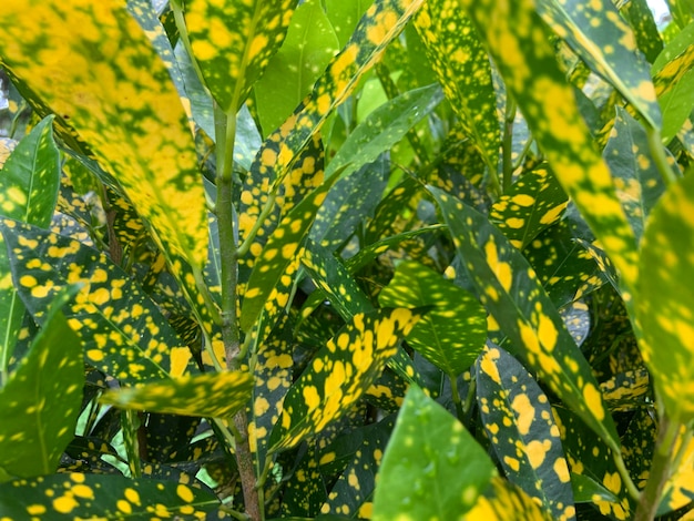 A plant with yellow and green leaves