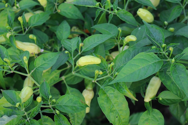 Photo a plant with yellow peppers that has the word pepper on it