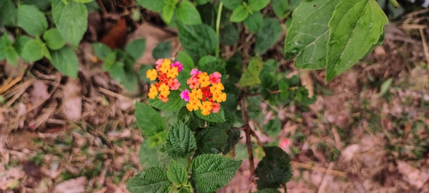 A plant with yellow and pink flowers with the word orchids on it