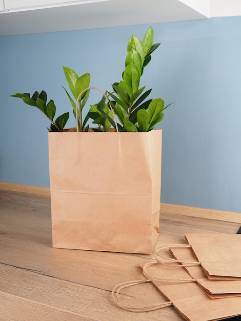 A plant zamioculcas in a kraft bag on the kitchen table