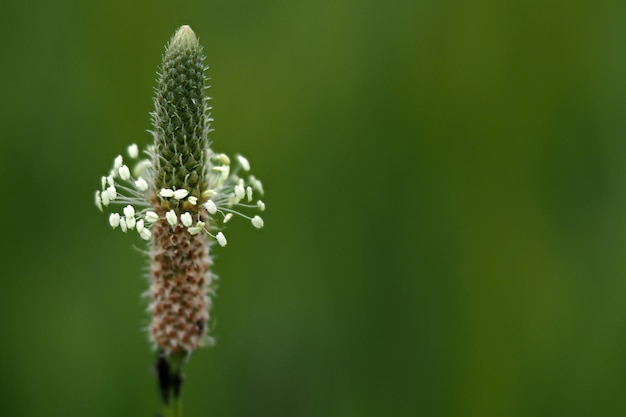 Plantago flower isolated on green