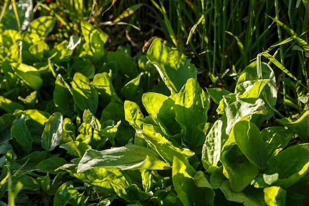 Plantago major plants