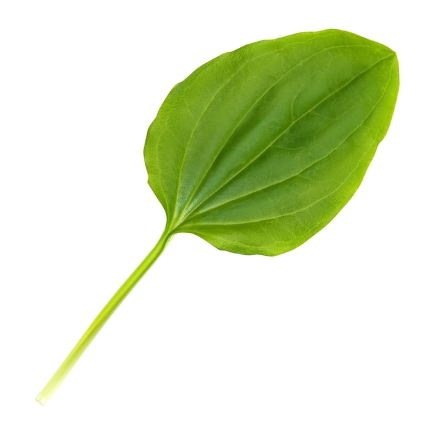 Plantain leaf is isolated on a white background