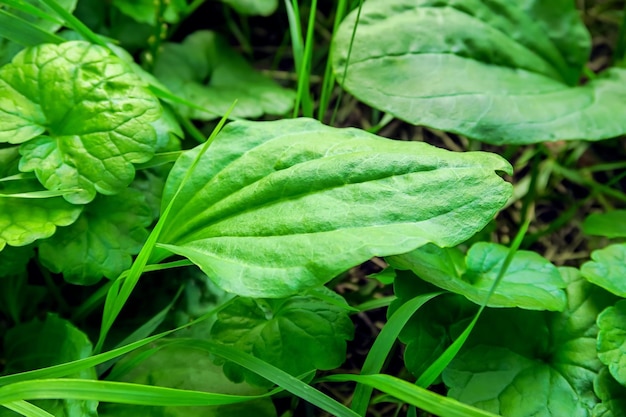 plantain leaves grow against the background of green leaves and grass. medicinal plants concept