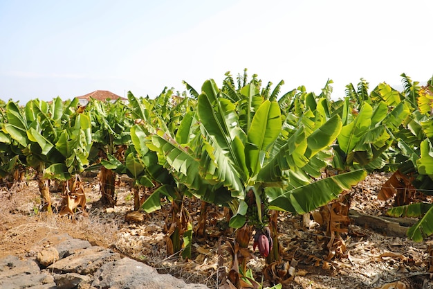 Plantation of bananas in Tenerife