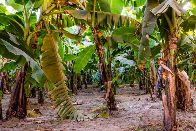 Plantation of the green banana trees on summer