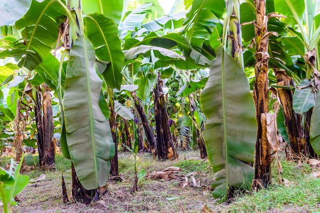 Plantation of the green banana trees on summer