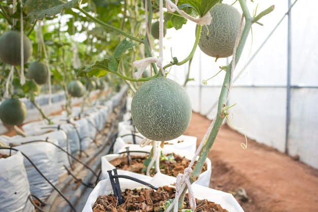 Plantation of melon in greenhouse.