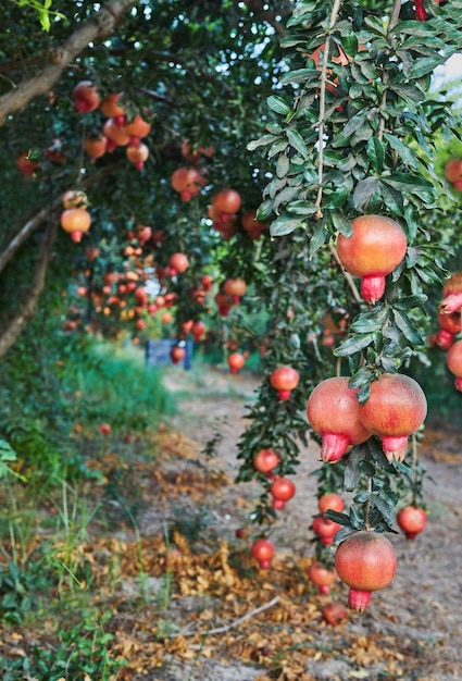 Plantation of pomegranate trees in harvest season great fruit for Rosh Hashanah