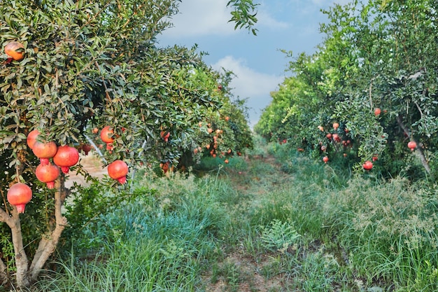 Plantation of pomegranate trees in harvest season great fruit for Rosh Hashanah