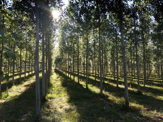 A plantation of poplars