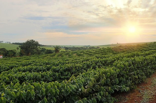 Plantation Sundown on the coffee plantation landscape Coffee farmer field