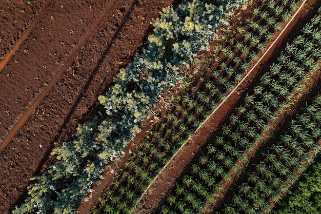 Plantation of various vegetables seen from above