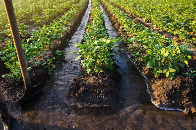 Plantation water flow control Surface irrigation of crops Water flows through canals European farming Agriculture Agronomy Agroindustry and agribusiness Growing vegetables and food