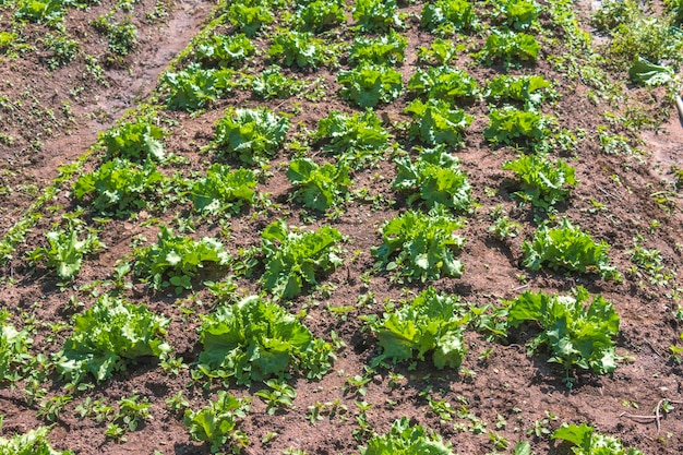 Plantation of young cabbage on a nontoxic planting plot organic vegetables agriculture in Thailand