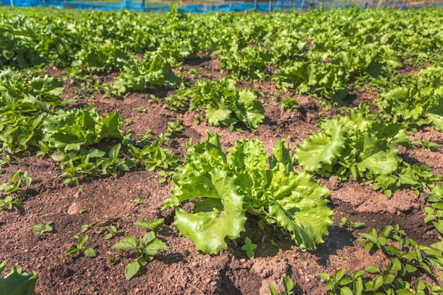 Plantation of young cabbage on a nontoxic planting plot organic vegetables agriculture in Thailand