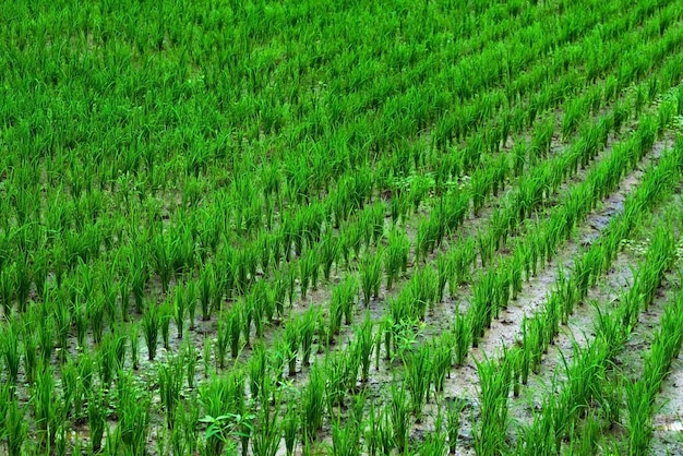 Plantation of young green rice