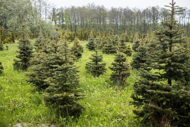 Plantatnion of young green fir Christmas trees nordmann fir and another fir plants cultivation ready for sale for Christmas and New year celebratoin in winter