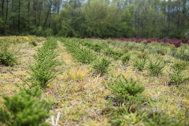 Plantatnion of young green fir Christmas trees nordmann fir and another fir plants cultivation ready for sale for Christmas and New year celebratoin in winter