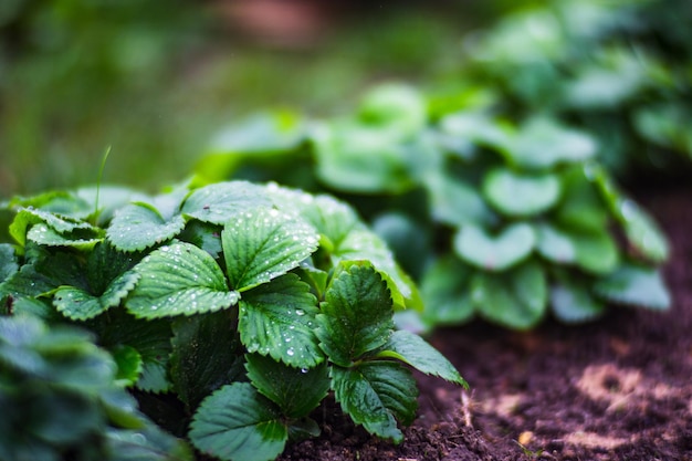 Planted strawberry crops with water drops on the leaves Cultivated land close up with sprout Agriculture plant growing in bed row