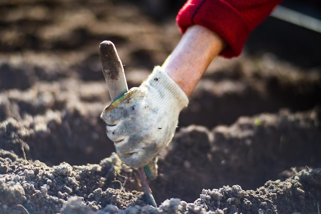 Planting agricultural seeds of garlic on a bed in the garden Cultivated land close up Gardening concept Agriculture plants growing in bed row