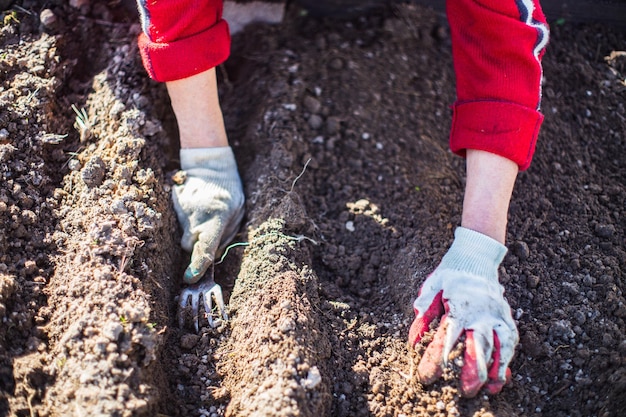 Planting agricultural seeds of garlic on a bed in the garden Cultivated land close up Gardening concept Agriculture plants growing in bed row