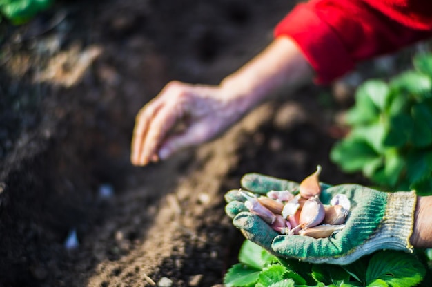 Planting agricultural seeds of garlic on a bed in the garden Cultivated land close up Gardening concept Agriculture plants growing in bed row