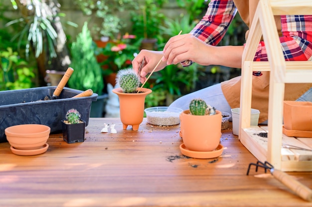 Planting cactus and growing tree. Home gardening and recreation activity at botanic garden.