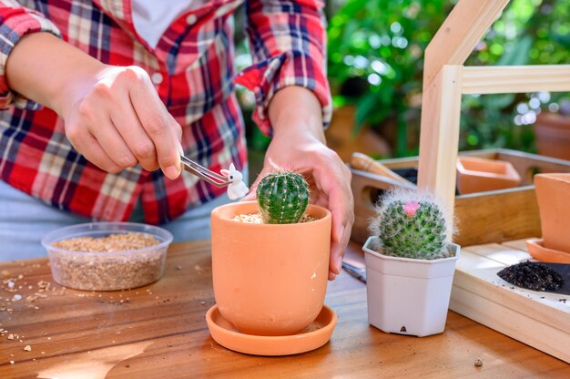 Planting cactus and growing tree. Home gardening and recreation activity at botanic garden.