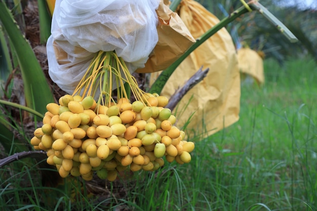 Planting a dates palm tree in Thailand Will be planted in an overgrown grassy garden