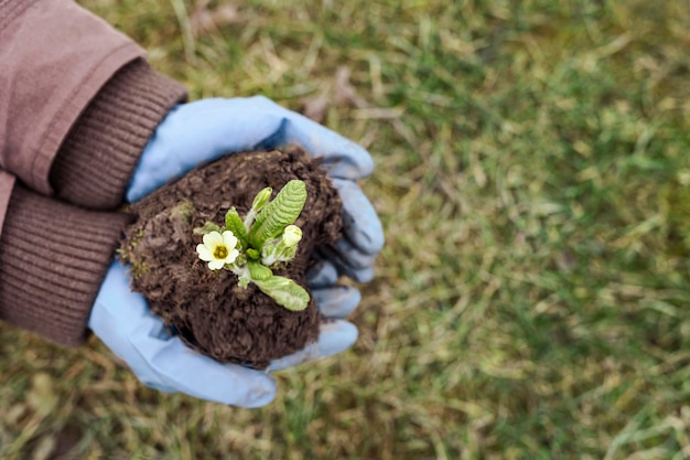 Planting Flowers Early Spring Flower Seedling for Planting in Florist Hands World Earth Day