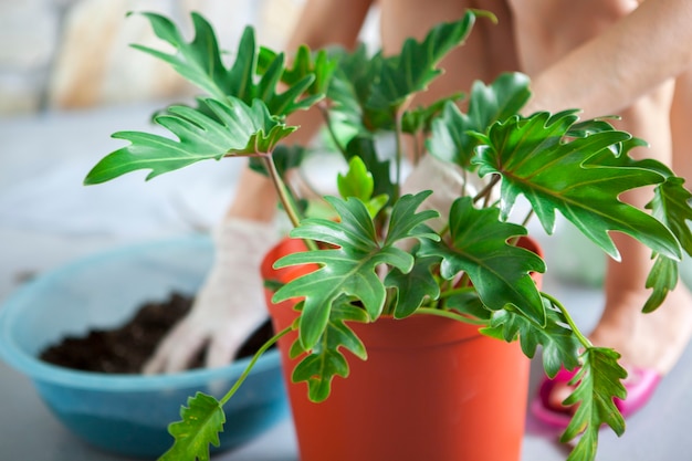 Planting flowers in the garden, female hands are transplanting foliage plants to flower pots