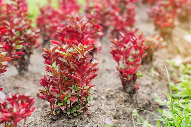 Planting flowers in garden.