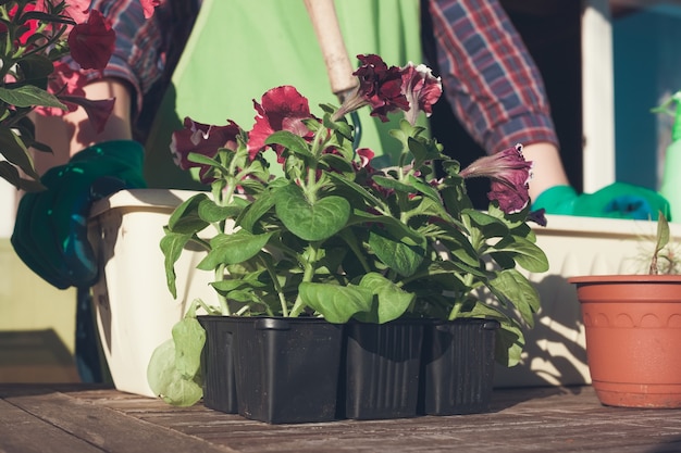 Planting flowers. Petunia.