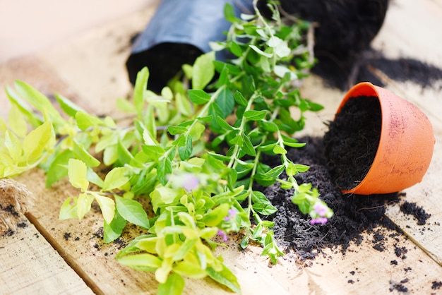 Planting flowers in pot with soil on wooden works of gardening tools small plant