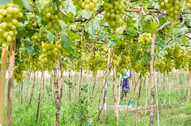 Planting green grapes in the tropics, Thailand