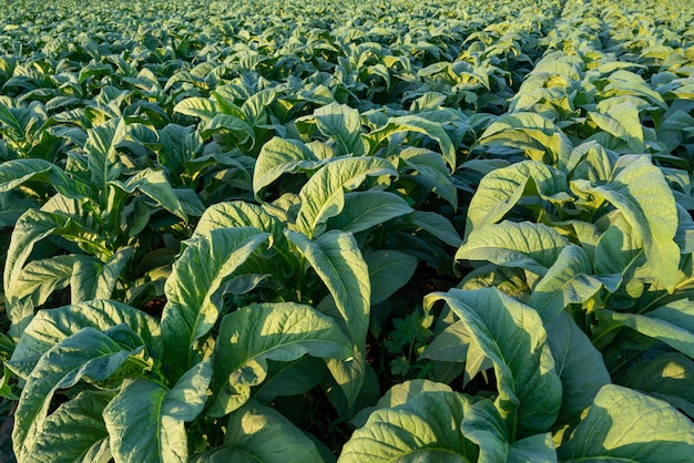 Planting and harvesting season tobacco in tobacco plantation field.Tobacco Industry for Agriculture and Export.