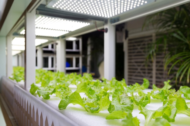 Planting hydroponics system at indoor