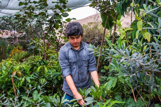 Planting large ojas plants in a beautiful green garden