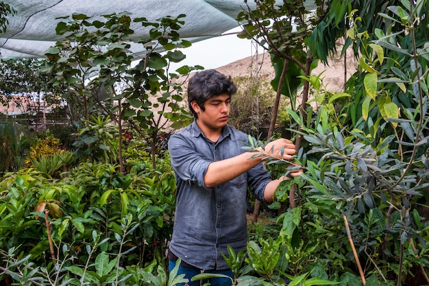 Planting large ojas plants in a beautiful green garden