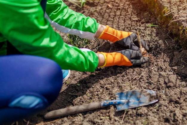 Planting lily plant in spring garden Gardener puts bulb in soil Landscaping work outdoors