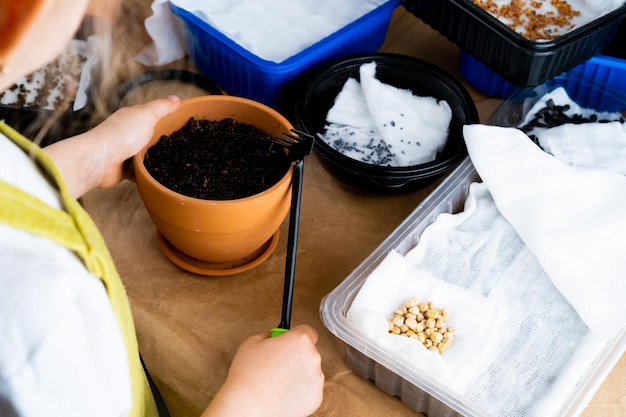 Planting micro greenery at home seeds and seedlings on a wooden table vertical photo