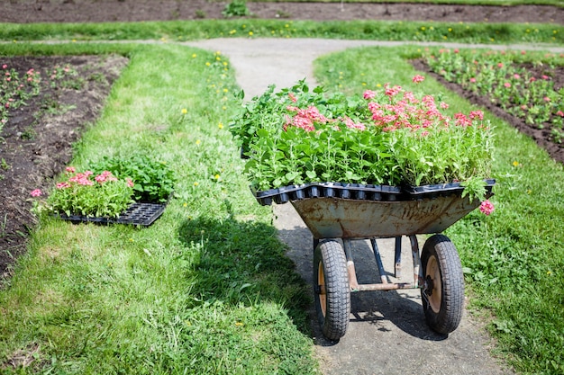 Planting plants, flowers in the Park, garden, wheelbarrow, land, cultivation