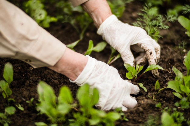 Planting plants on a vegetable bed in the garden Cultivated land close up Gardening concept Agriculture plants growing in bed row