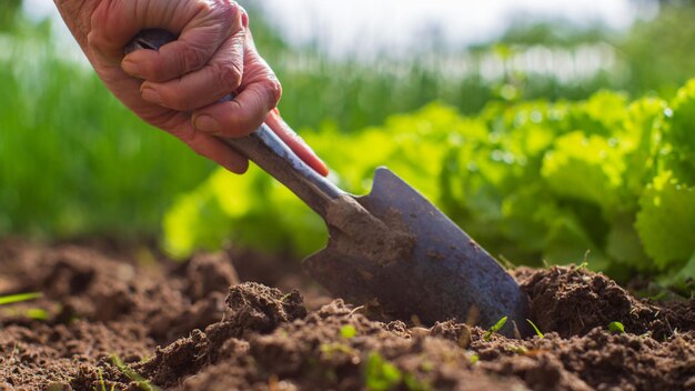 Planting plants on a vegetable bed in the garden Cultivated land close up Gardening concept Agriculture plants growing in bed row