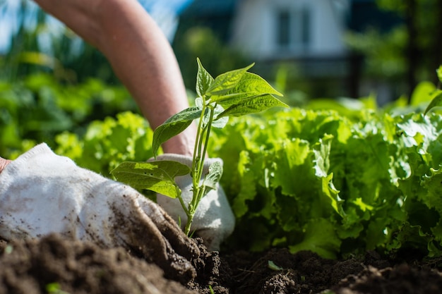 Planting plants on a vegetable bed in the garden Cultivated land close up Gardening concept Agriculture plants growing in bed row