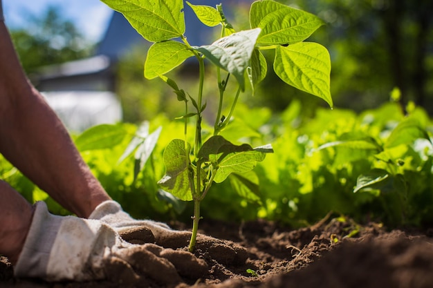 Planting plants on a vegetable bed in the garden Cultivated land close up Gardening concept Agriculture plants growing in bed row