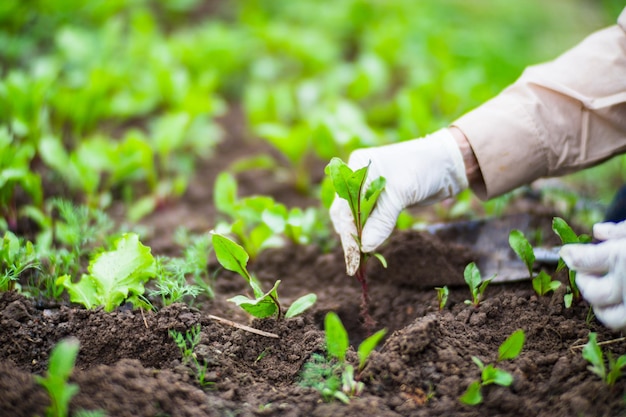 Planting plants on a vegetable bed in the garden Cultivated land close up Gardening concept Agriculture plants growing in bed row