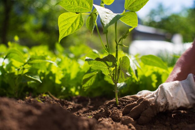 Planting plants on a vegetable bed in the garden Cultivated land close up Gardening concept Agriculture plants growing in bed row