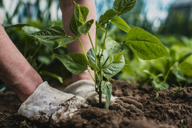 Planting plants on a vegetable bed in the garden Cultivated land close up Gardening concept Agriculture plants growing in bed row